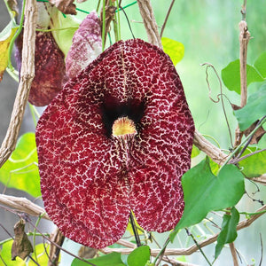 Aristolochia macrophylla