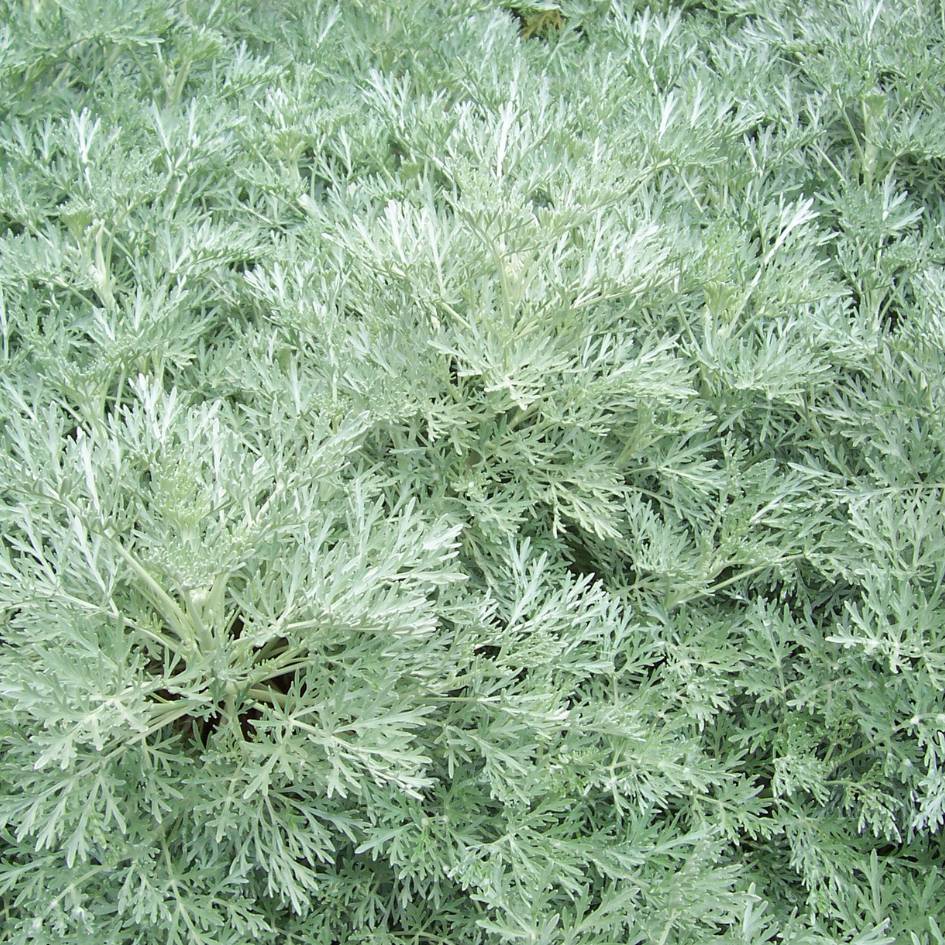 Artemisia ‘Powis Castle’
