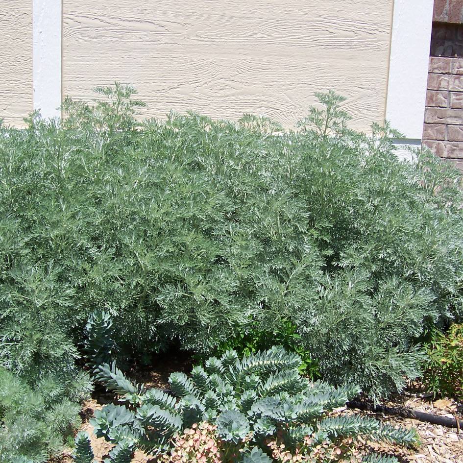 Artemisia ‘Powis Castle’