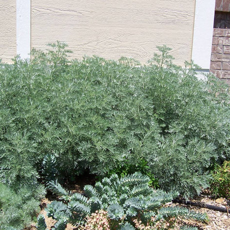 Artemisia ‘Powis Castle’