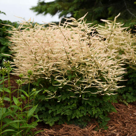 Aruncus ‘Chantilly Lace’