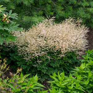 Aruncus ‘Chantilly Lace’