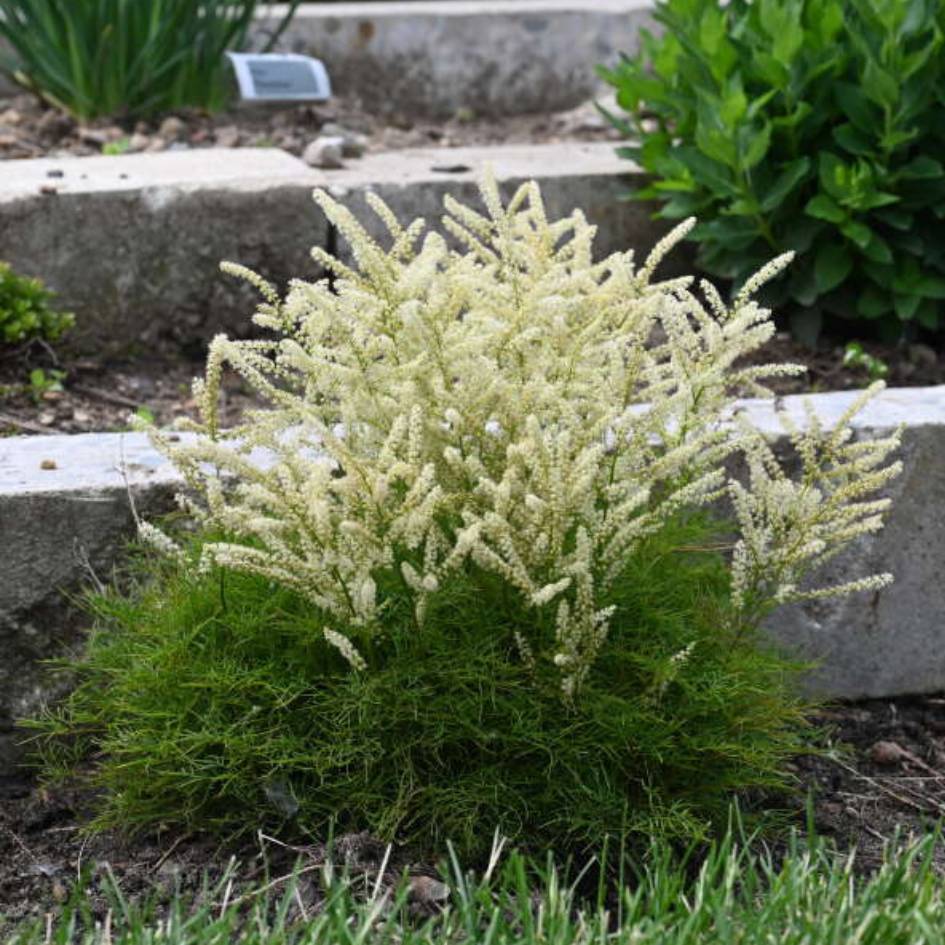 Aruncus ‘Fairy Hair’