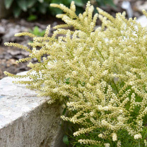 Aruncus ‘Fairy Hair’