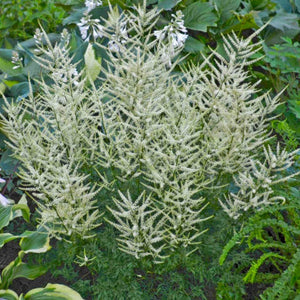 Aruncus ‘Fairy Hair’