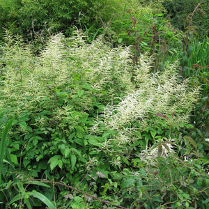 Aruncus ‘Horatio’