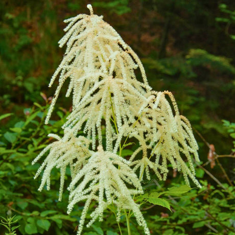 Aruncus dioicus