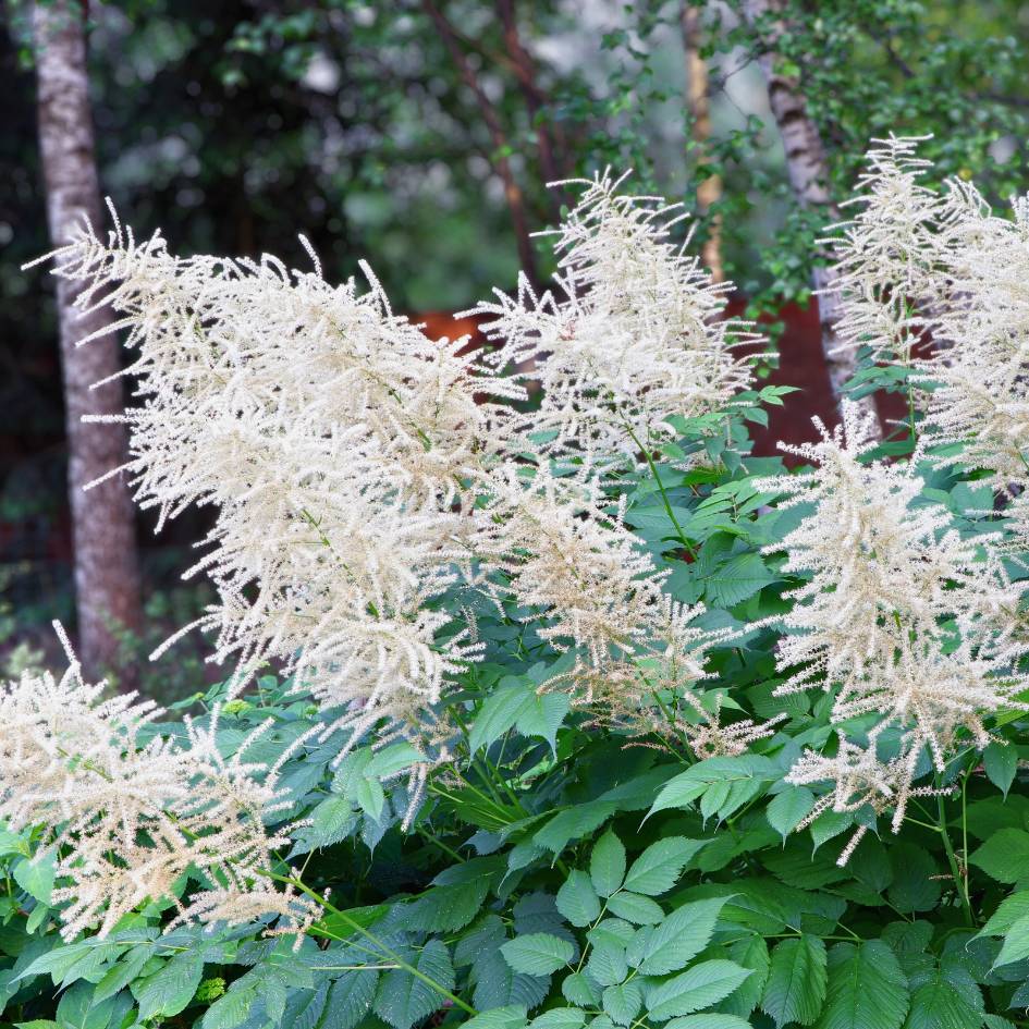 Aruncus dioicus ‘Kneiffii’