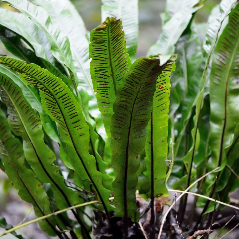 Asplenium scolopendrium