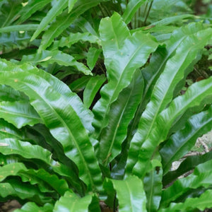 Asplenium scolopendrium
