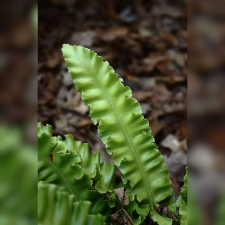 Asplenium scolopendrium ‘Angustatum’