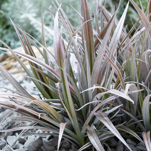 Astelia ‘Red Shadow’