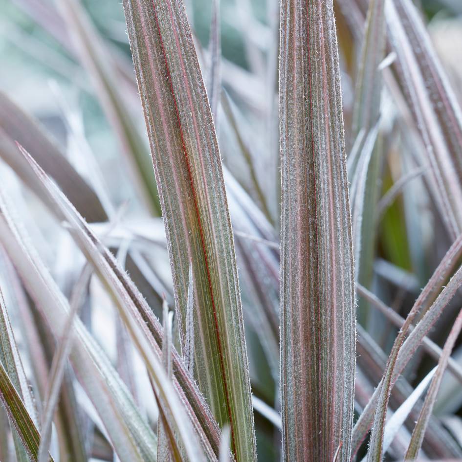 Astelia ‘Red Shadow’