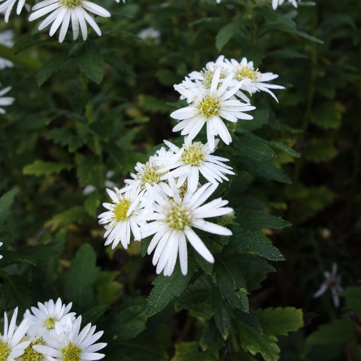 Aster ageratoides ‘Ashvi’