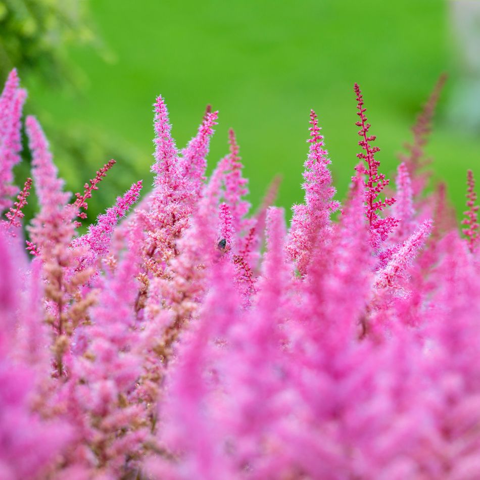 Astilbe chinensis ‘Pumila’