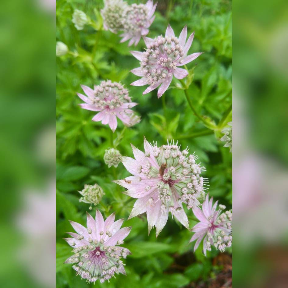 Astrantia major ‘Florence’