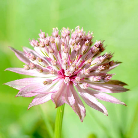 Astrantia major ‘Roma’