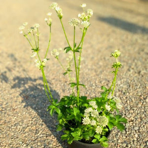 Astrantia major ‘Star of Billion’