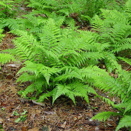 Athyrium filix-femina