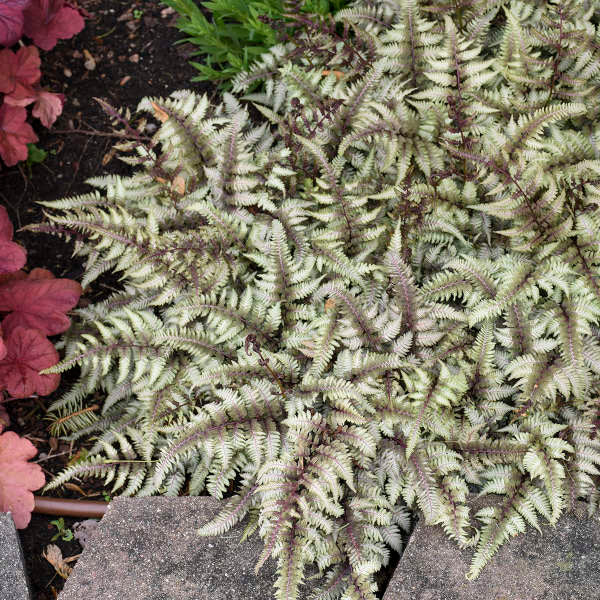 Athyrium niponicum ‘Metallicum’