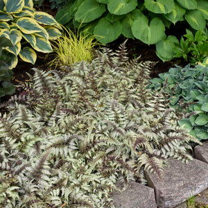 Athyrium niponicum ‘Metallicum’