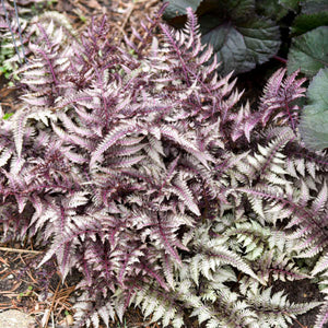 Athyrium niponicum ‘Metallicum’