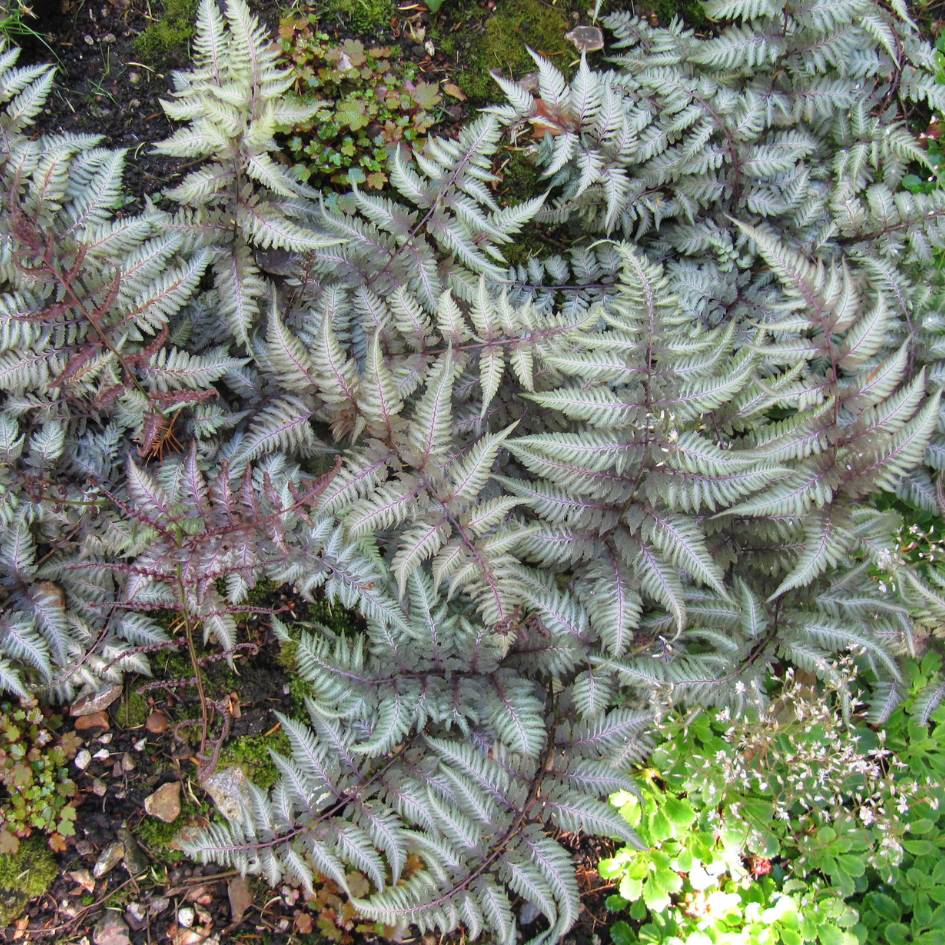 Athyrium niponicum ‘Metallicum’