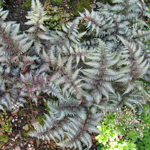 Athyrium niponicum ‘Metallicum’
