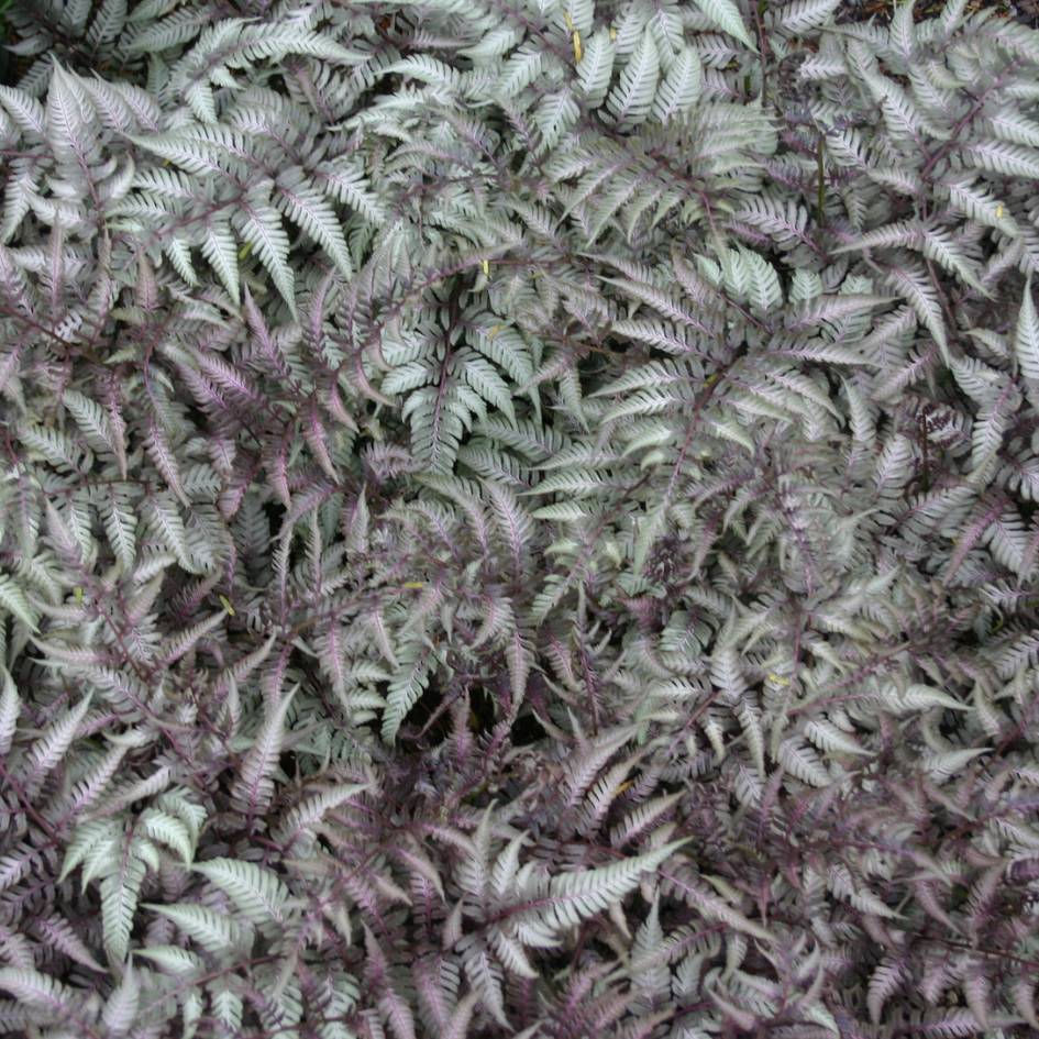 Athyrium niponicum ‘Metallicum’