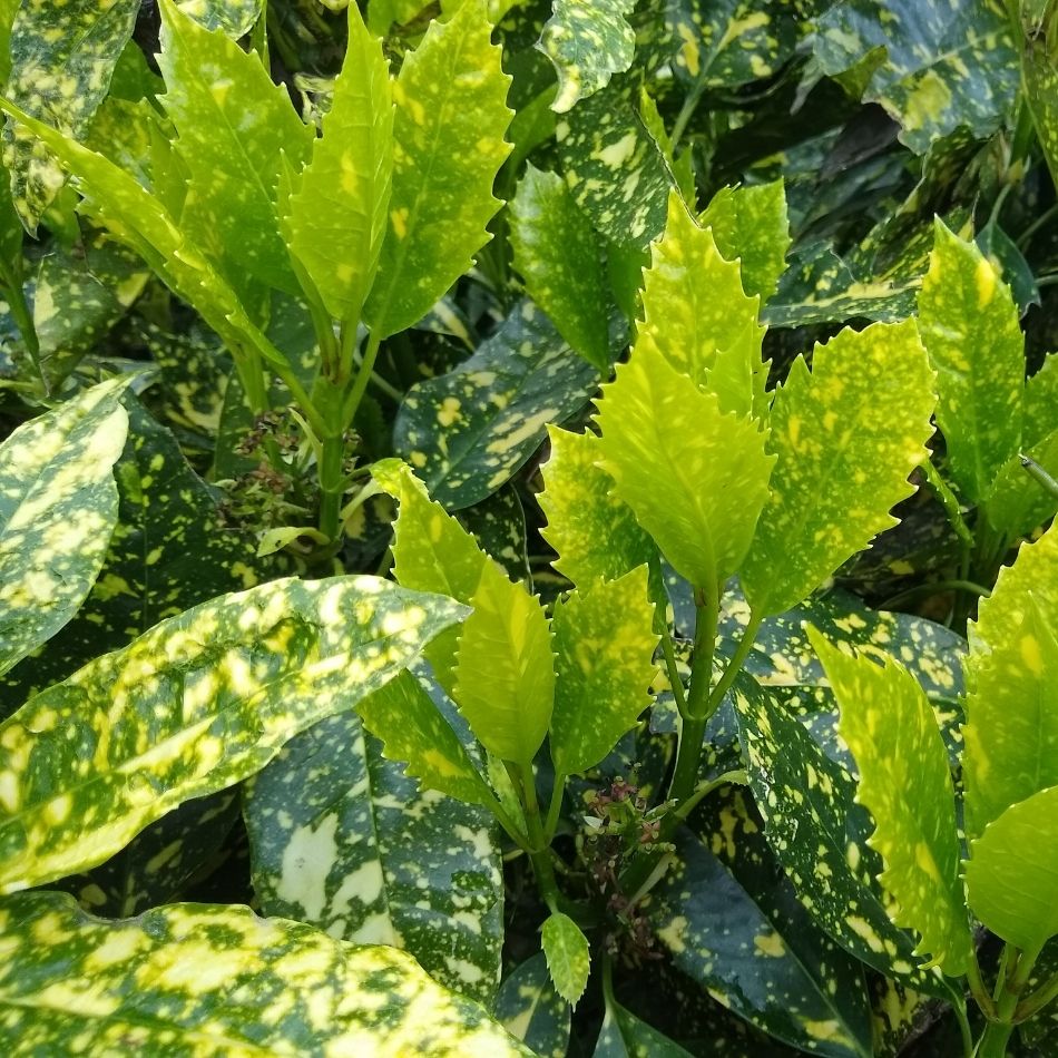 Aucuba japonica ‘Crotonifolia’