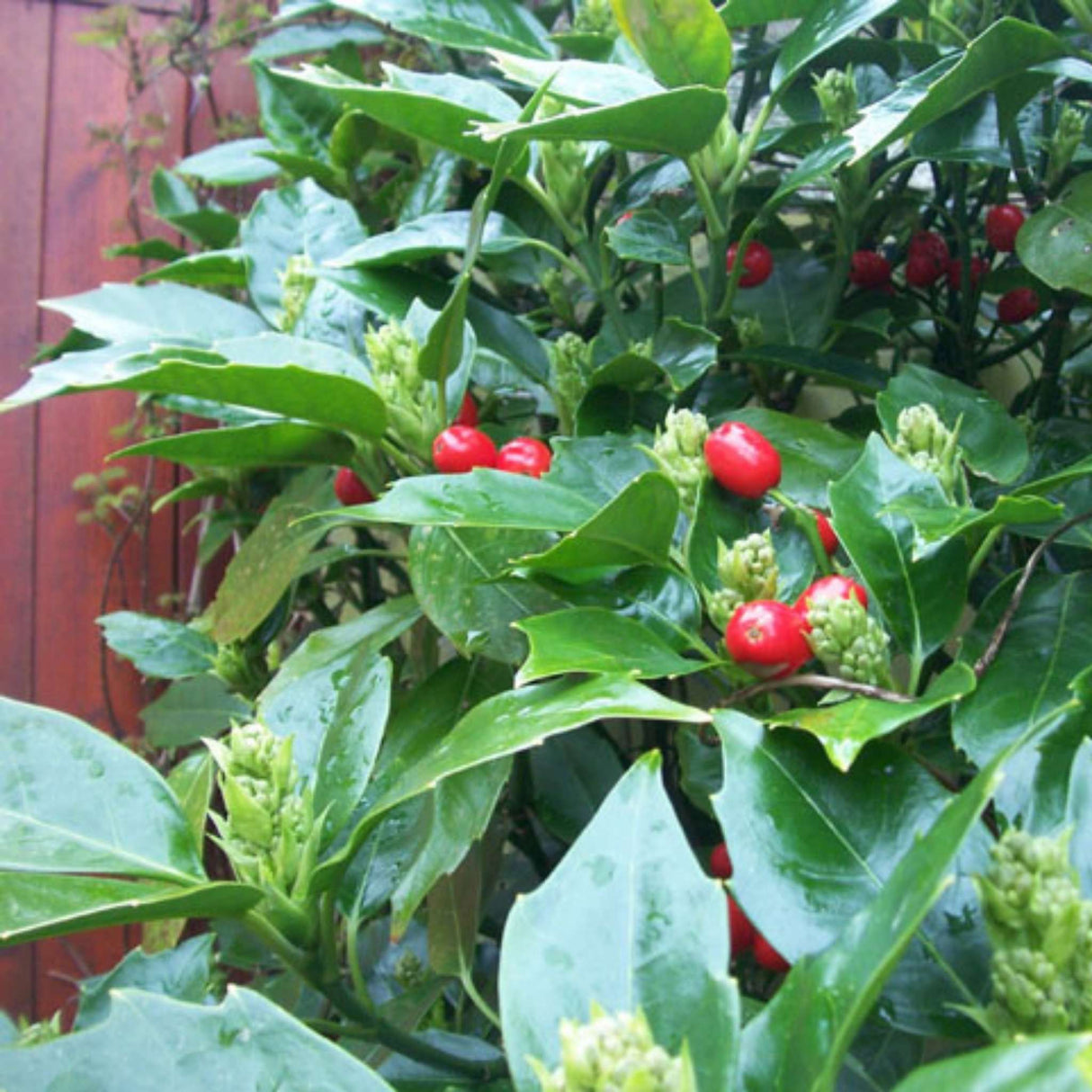 Aucuba japonica ‘Rozannie’