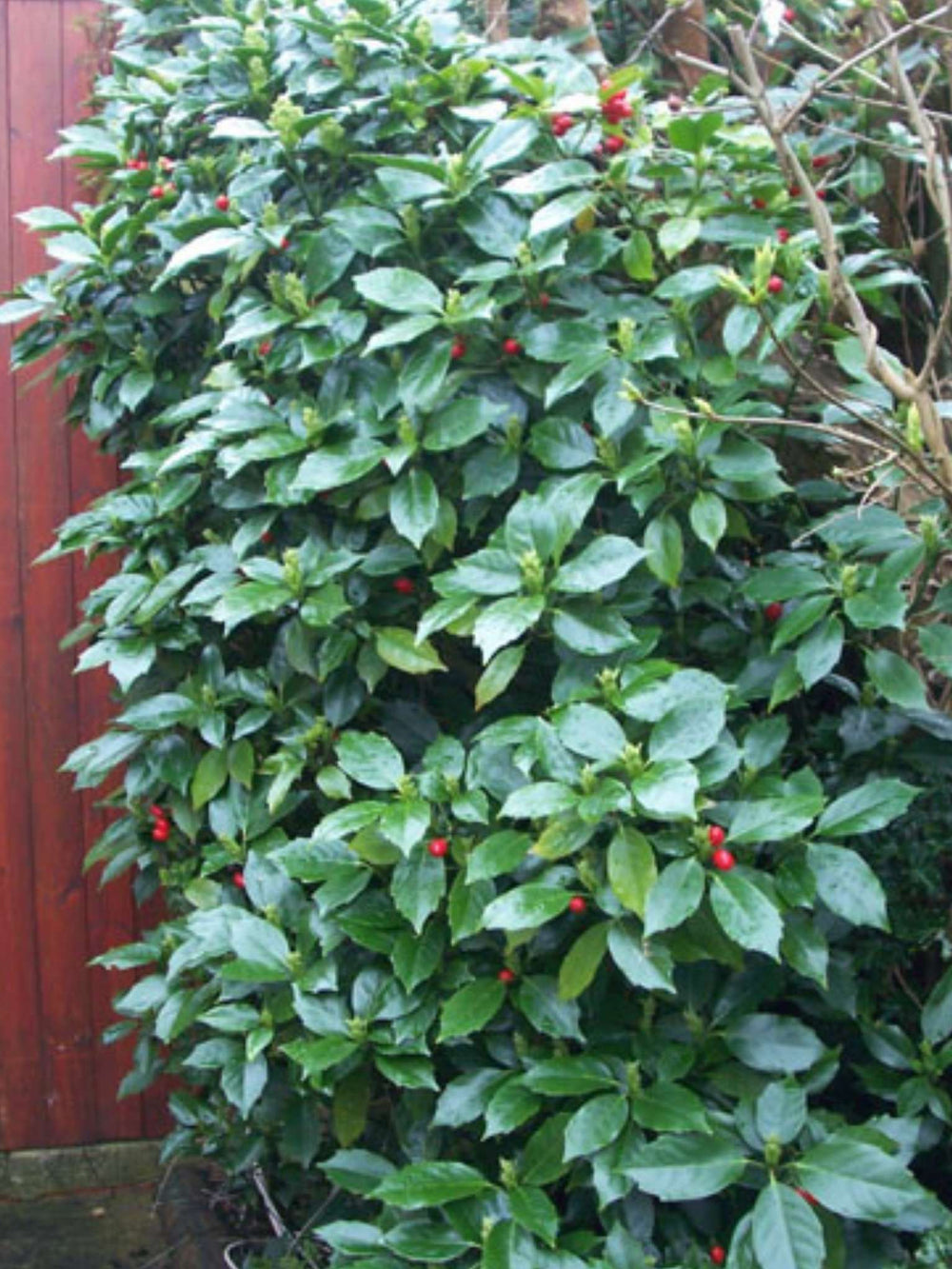 Aucuba japonica ‘Rozannie’