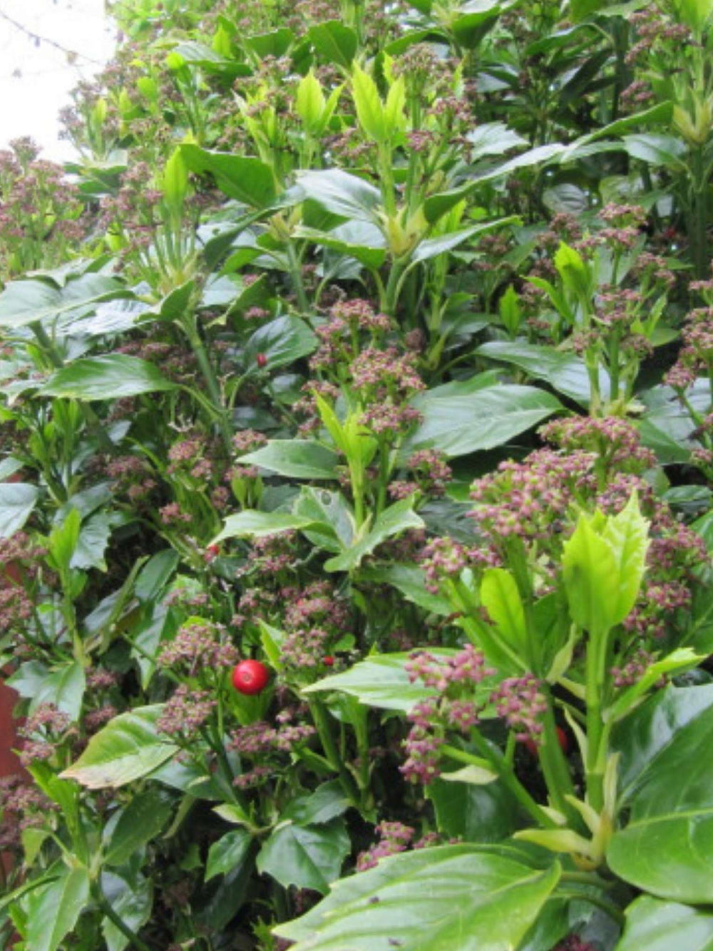 Aucuba japonica ‘Rozannie’