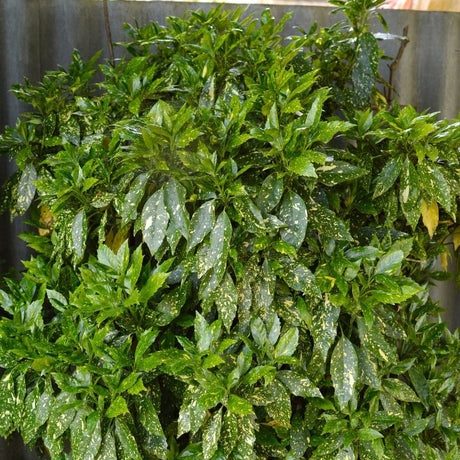 Aucuba japonica ‘Variegata’