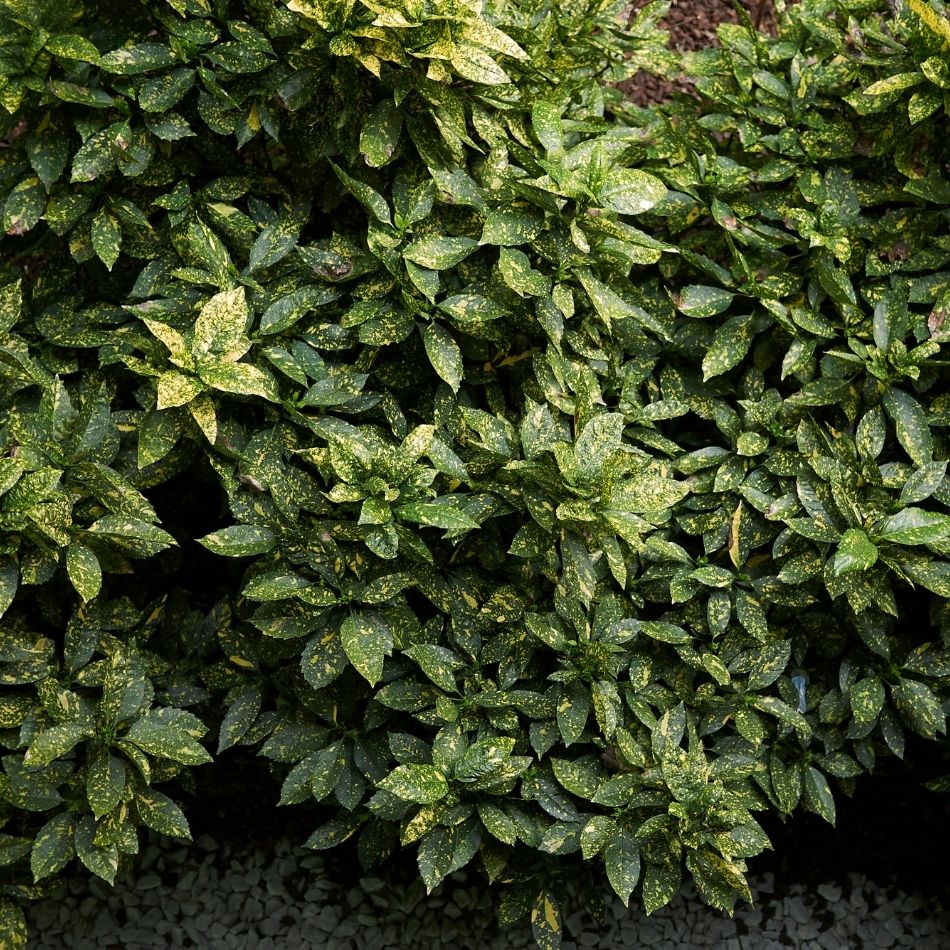 Aucuba japonica ‘Variegata’