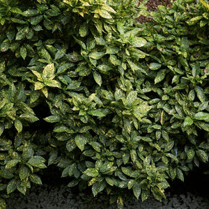 Aucuba japonica ‘Variegata’