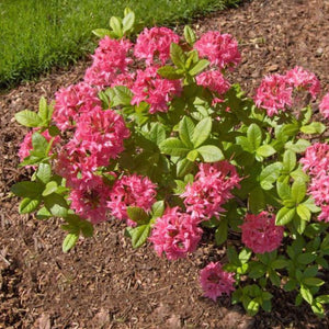 Azalea ‘Homebush’