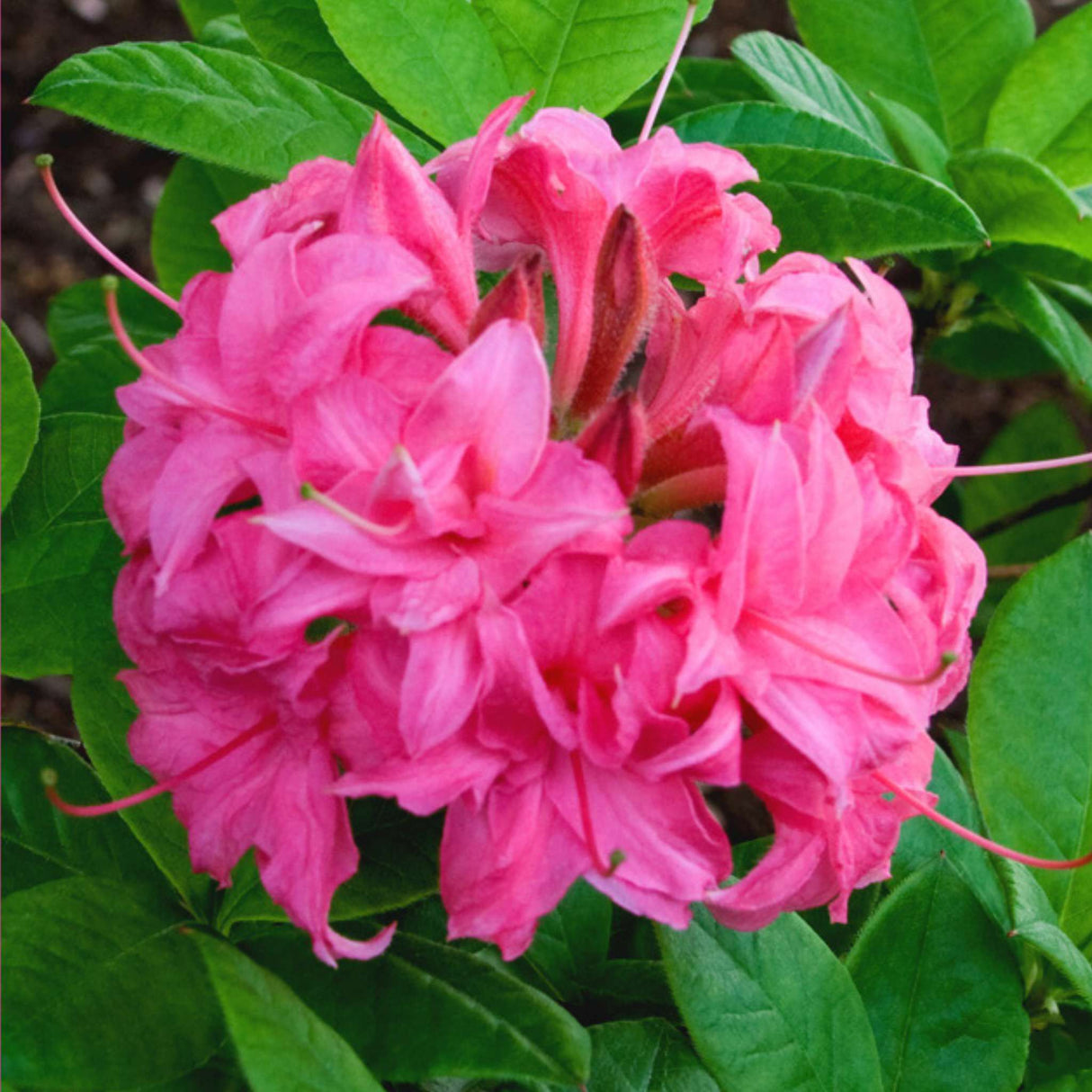 Azalea ‘Homebush’