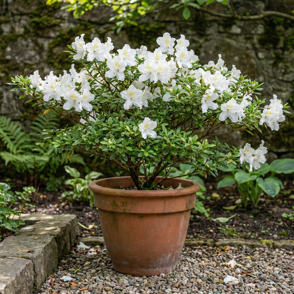 Azalea ‘Mary Helen’