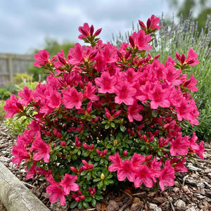 Azalea japonica ‘Gorbella’