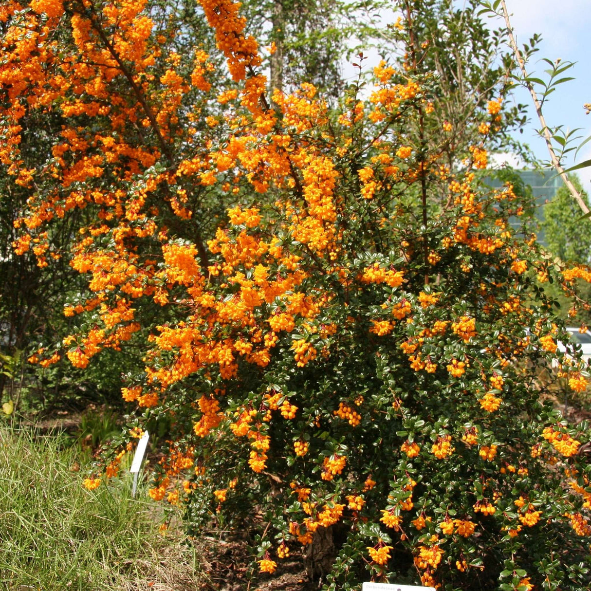 Berberis darwinii