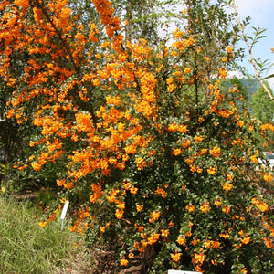 Berberis darwinii