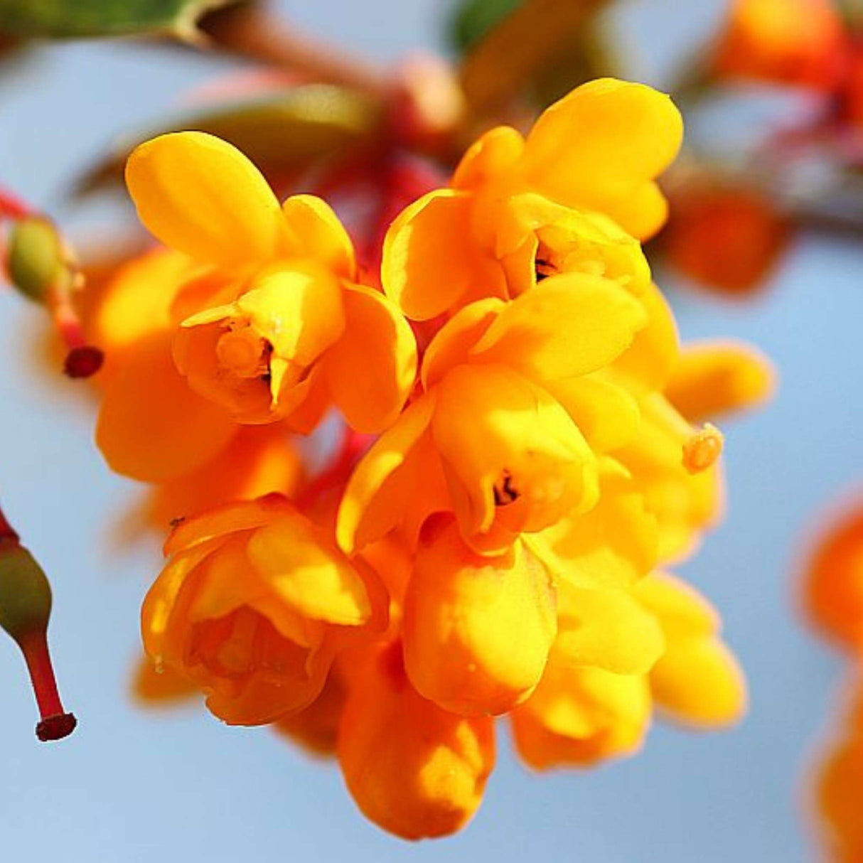 Berberis darwinii