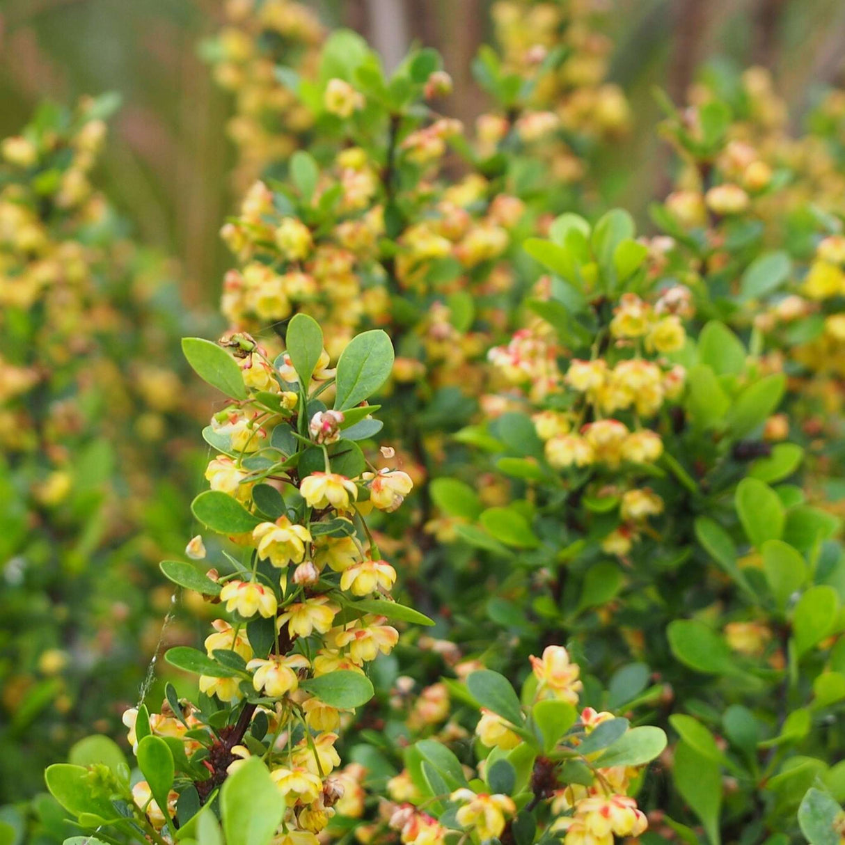 Berberis microphylla ‘Nana’
