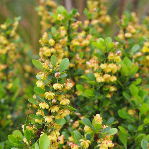 Berberis microphylla ‘Nana’