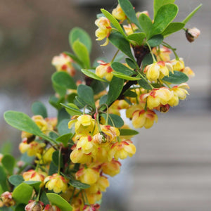 Berberis microphylla ‘Nana’