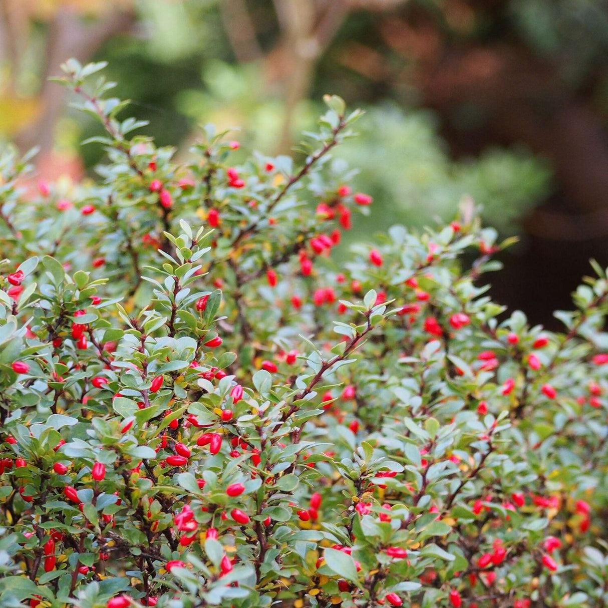 Berberis microphylla ‘Nana’