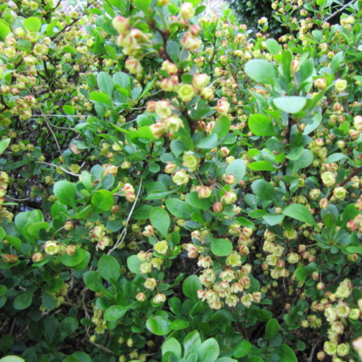 Berberis thunbergii ‘Kobold’