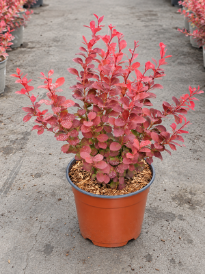 Berberis thunbergii ‘Orange Rocket’
