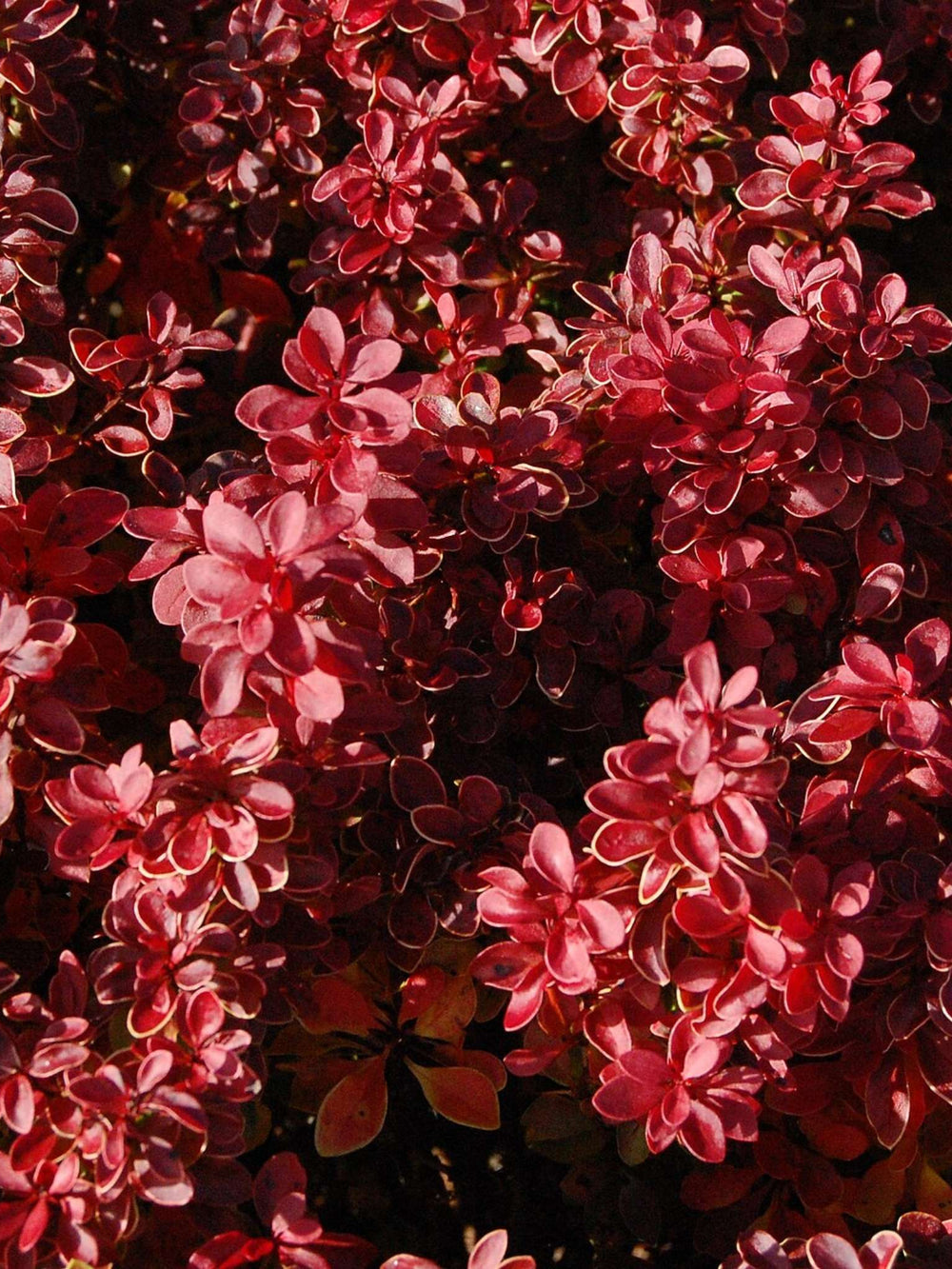 Berberis thunbergii f. atropurpurea ‘Admiration’